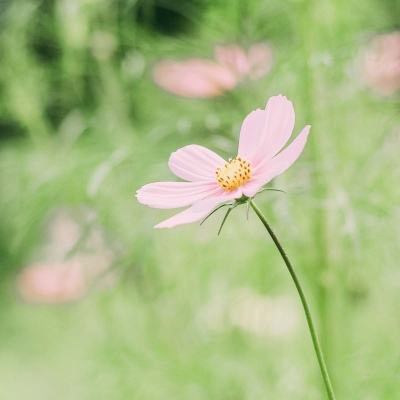 将生态优势转化为发展优势